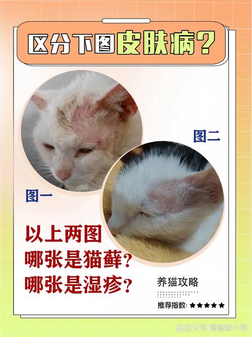 猫咪患猫癣时真的会感到痒吗？