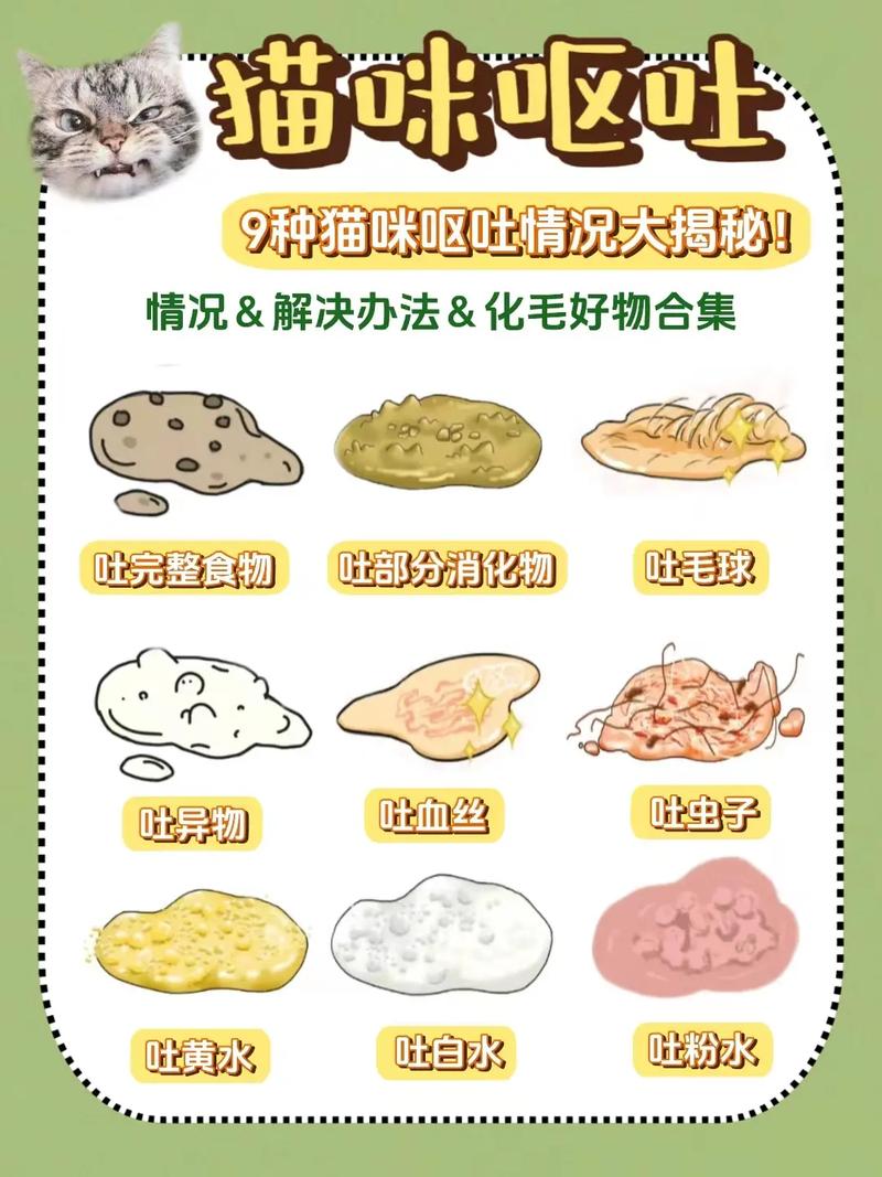 猫咪呕吐后的饮食指南