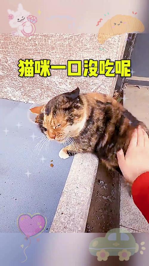 猫咪突然不爱吃东西？健康问题可能是罪魁祸首