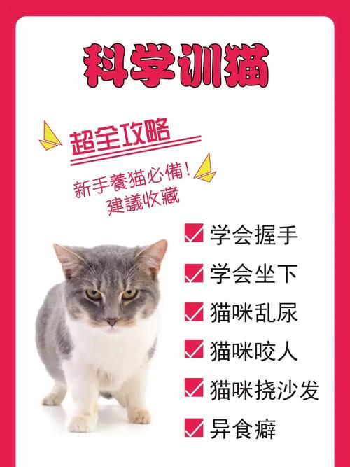 猫咪不听话？教你几个有效的方法