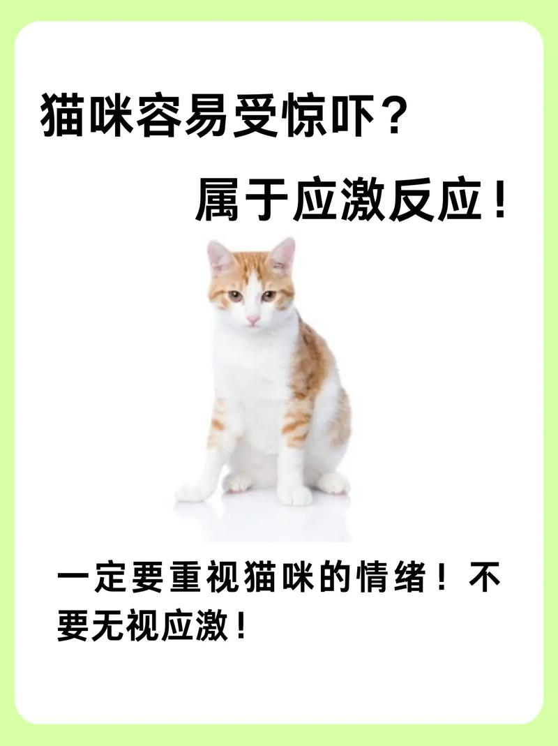 猫咪最害怕的五种神秘因素