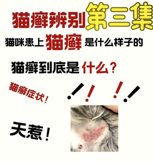 揭秘猫咪的猫癣问题，症状与防治全解析