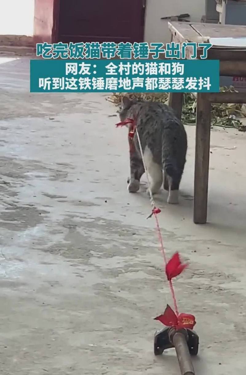 安全又有趣，如何正确给猫咪拴绳子