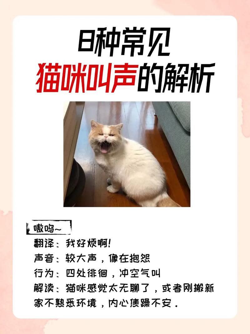 猫咪的嚎叫声，背后可能隐藏的健康隐患