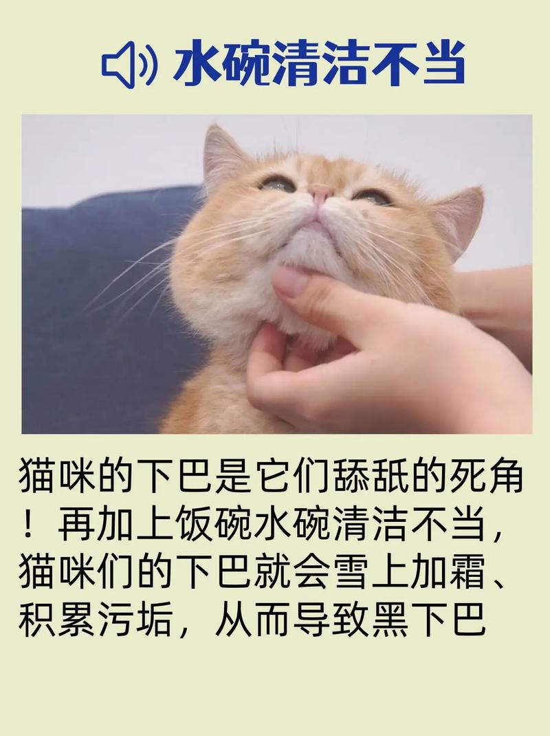 揭秘猫咪黑下巴的五大原因