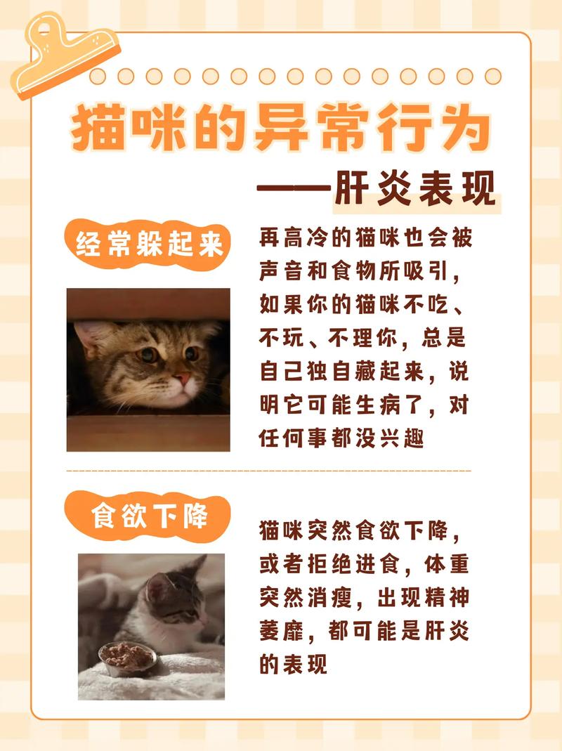 猫咪肝炎，了解与识别常见症状