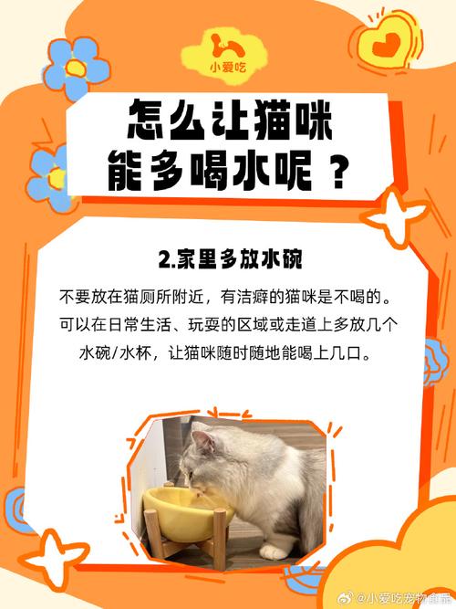 猫咪喝水量少？真相与改善建议