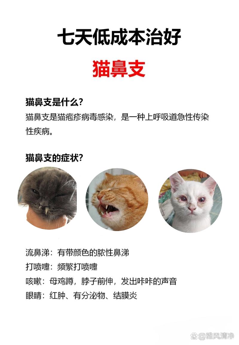 猫咪患上了猫鼻支，我们该怎么办？