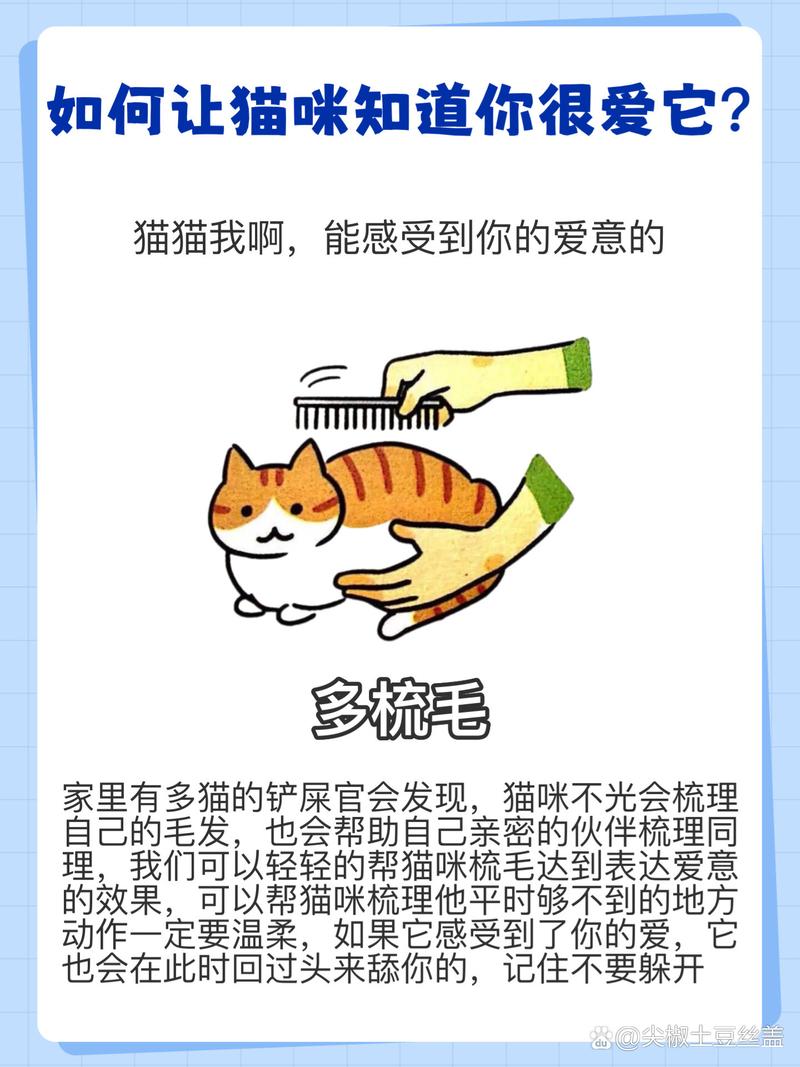 从小猫到成猫，最佳养育年龄与方法