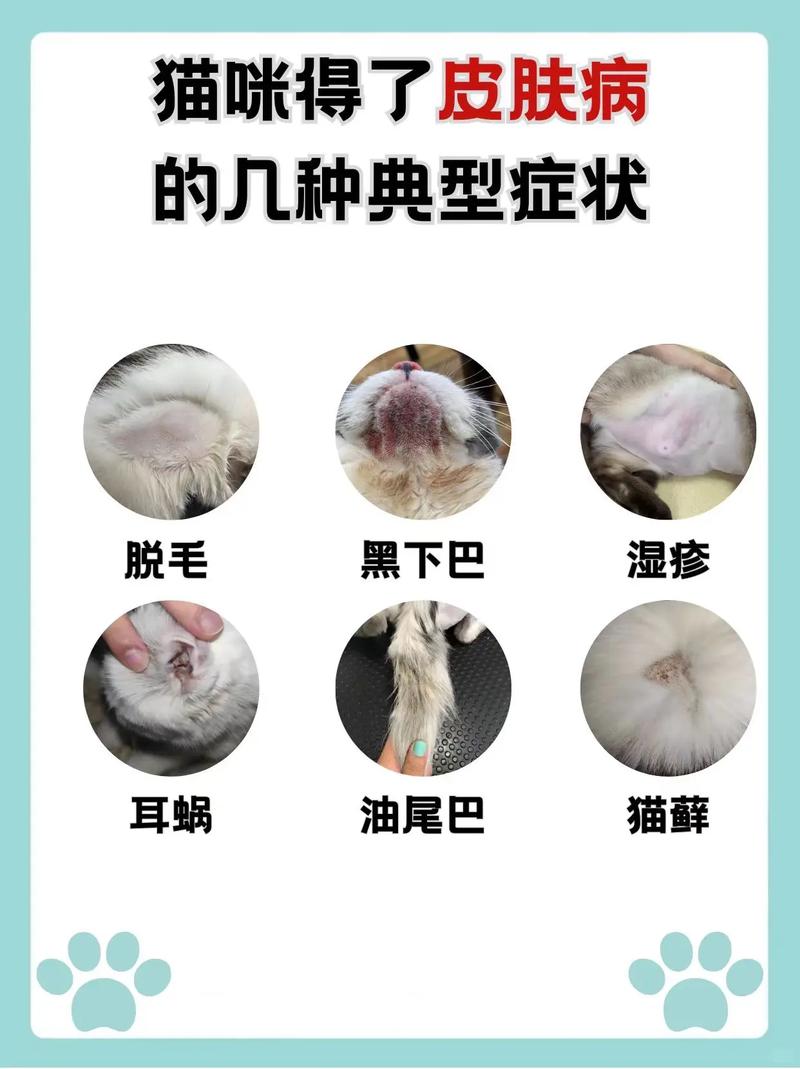 猫咪身上的小疙瘩，如何正确识别和处理