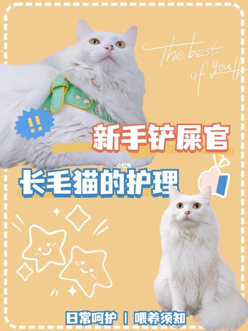 猫咪不配合剃毛，如何优雅地应对毛发护理挑战