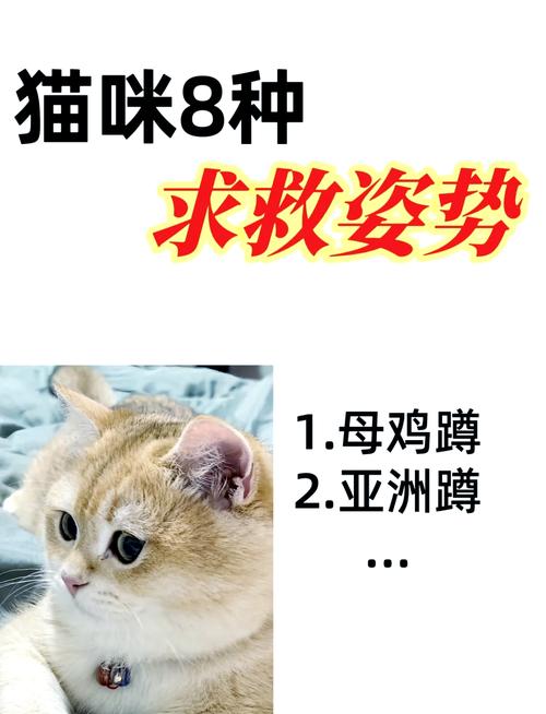 猫咪数学天才，揭秘日推猫咪推算题的神秘魅力