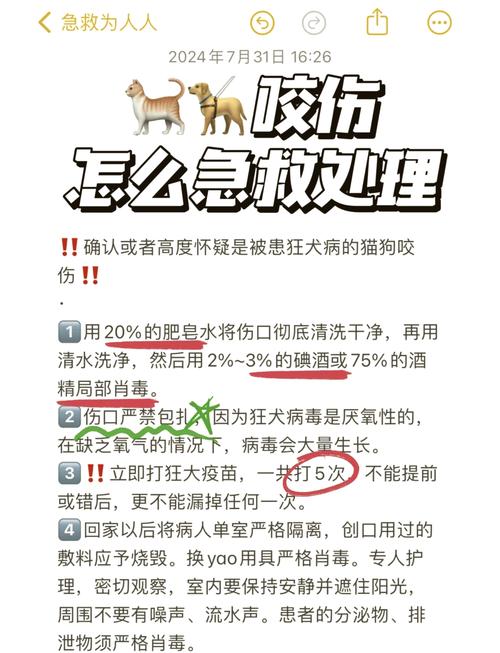 猫咪受伤后的紧急处理指南