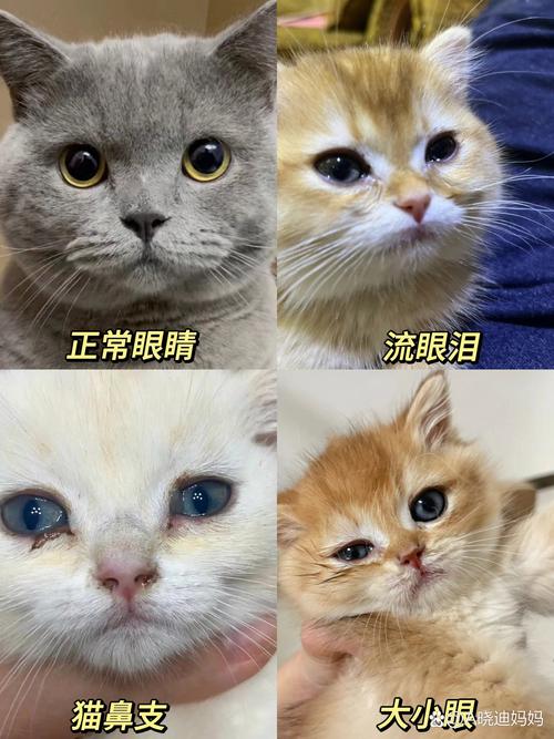 猫咪为何眼睛总是流泪？睁不开眼的谜题