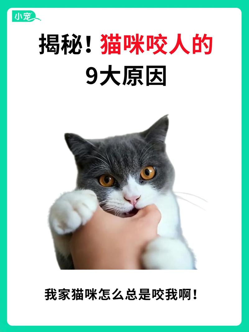 为何猫咪不会咬人？揭秘猫的温柔杀手锏