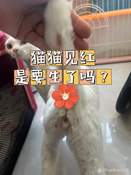 猫咪的月经到底持续多久？揭秘猫科动物的神秘生理现象