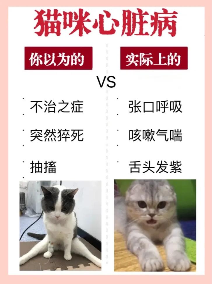 揭秘猫咪心脏病的真相，早期预防与关爱