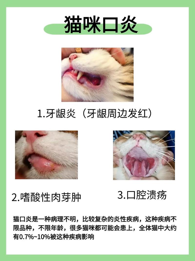 猫咪口腔健康问题，警惕嘴巴肿烂背后的隐患