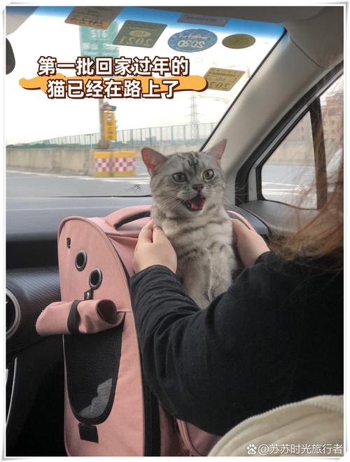 猫咪是否真的会自己回家？