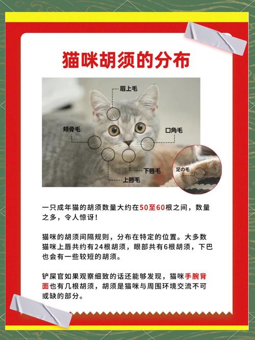 神秘的线索——揭秘猫咪那根神奇的胡须