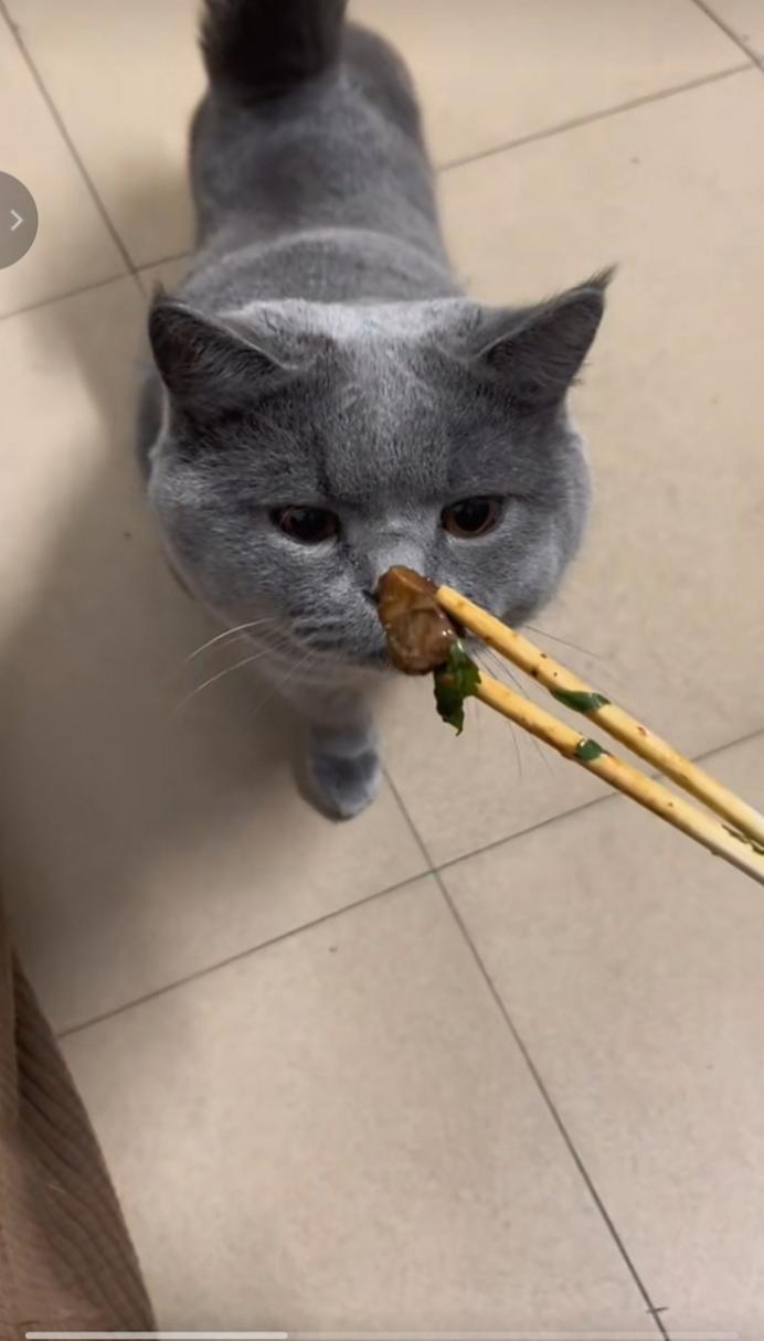 家居异味的猫之谜，为什么家里的猫会弄得家里闻起来很臭？