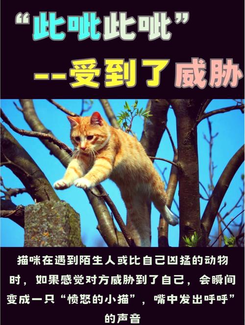 猫咪肚子里的秘密——为什么它们的肚子会咕噜咕噜响