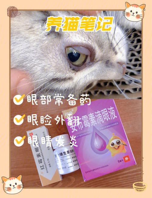 猫咪眼药应用小技巧，轻松解决猫咪眼部不适