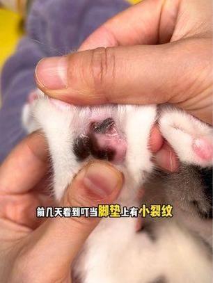 猫咪脚垫肿了，常见问题及应对方法