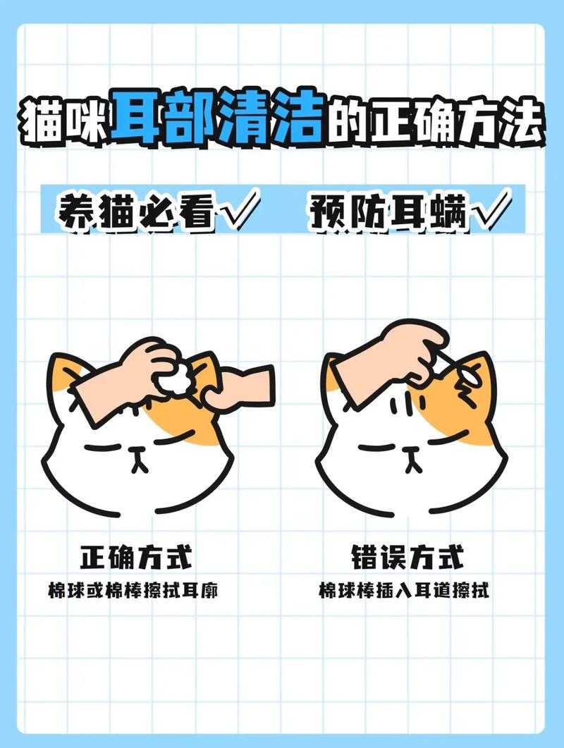 如何正确清洁猫咪的耳朵——一份实用指南