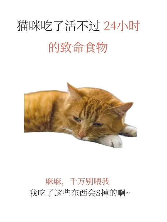 猫咪能不能吃咸的食物？