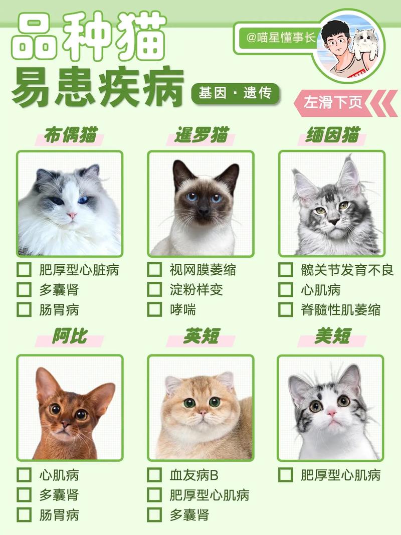 猫咪哮喘症的治疗与日常护理