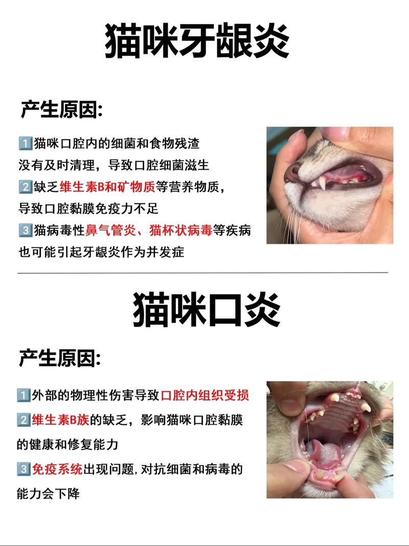 猫咪口炎，了解病症与可能的严重后果