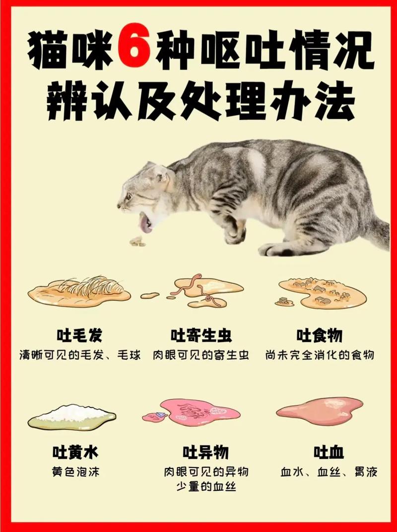 猫咪老吐吃什么？饮食调整秘籍