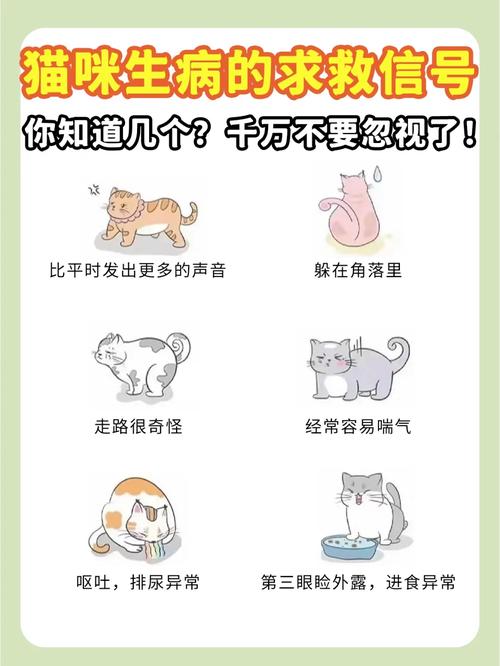 猫咪的哀鸣背后，如何理解它们的痛苦与需求