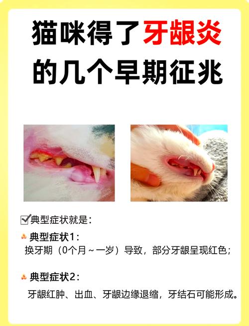 揭秘猫咪口腔溃疡的那些秘密