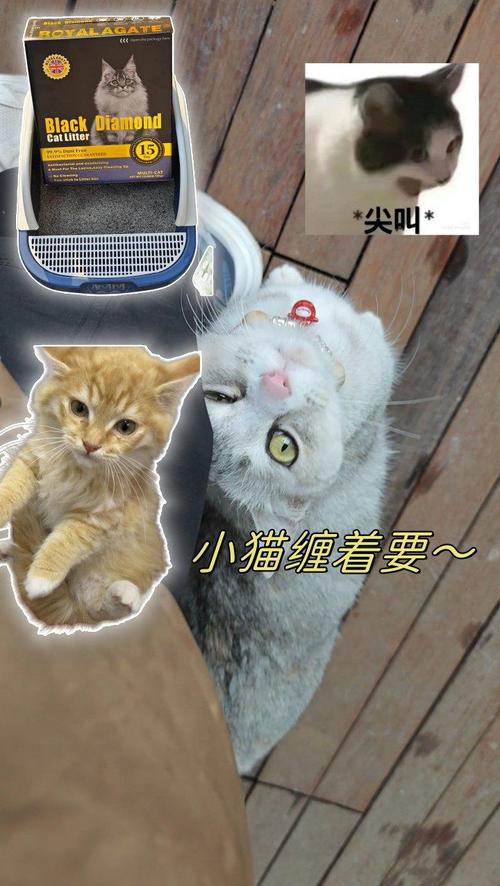 猫咪的新宠——人还是我们自己？