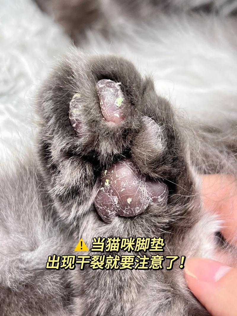 猫咪的脚垫烂了