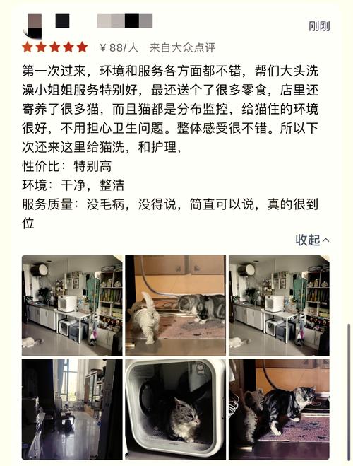 猫咪异味解决方案全解析，选择正确的方法让家更舒适