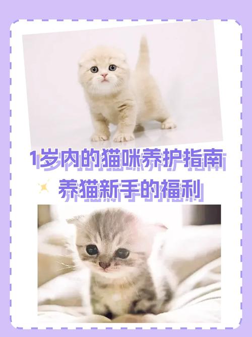 猫咪健康检查指南，全面呵护毛孩子