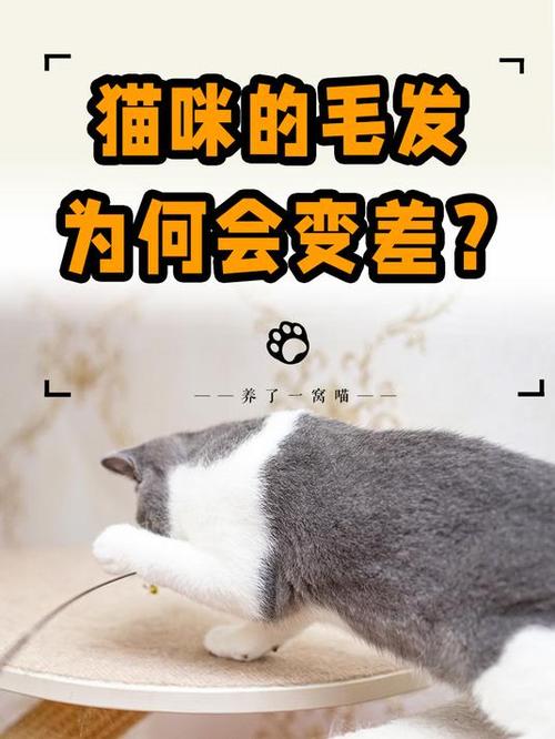 猫咪毛发为何会变黄？揭秘猫咪嘴巴毛发变黄的真相