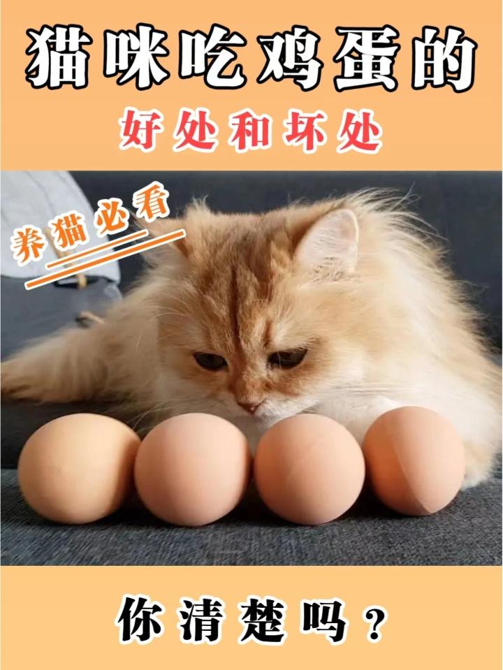 猫咪真的能享用鸡蛋吗？——揭秘猫食中的营养平衡