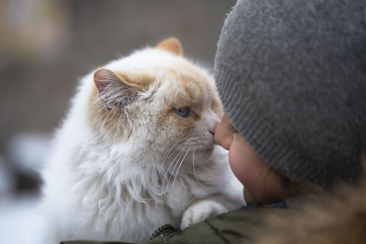 猫咪的独特嗅觉，对主人的爱意表达