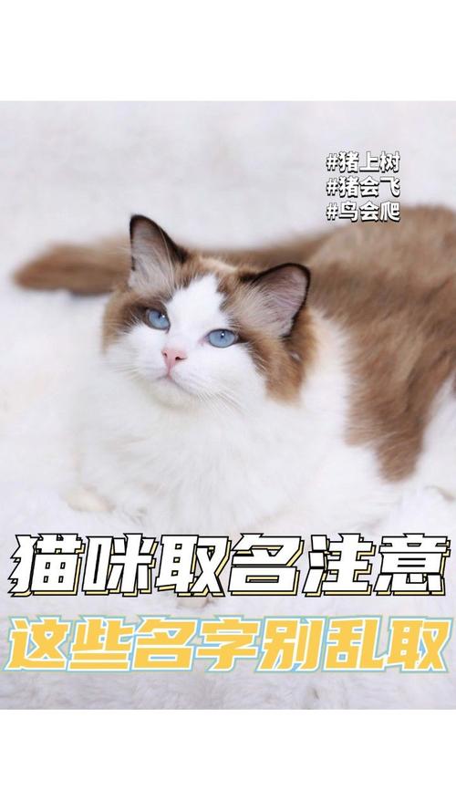 探索喵星人世界，那些充满魅力的萌猫名字