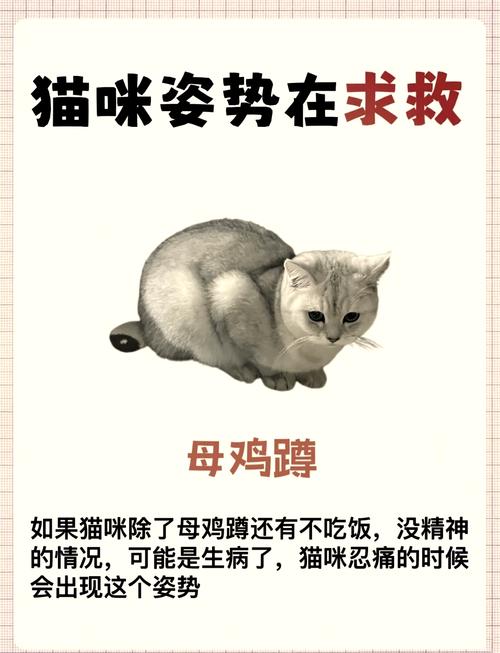 如何判断猫咪是否因为倒睫毛而感到不适