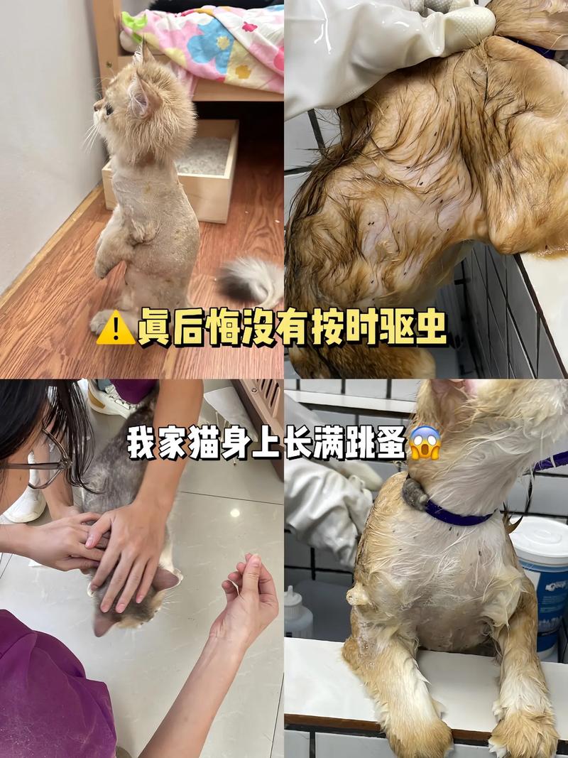 猫咪身上的跳蚤，了解与防治