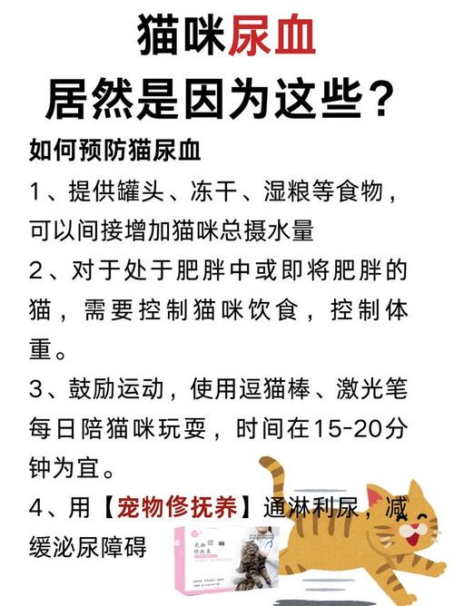 猫咪健康守则，如何有效预防尿路感染