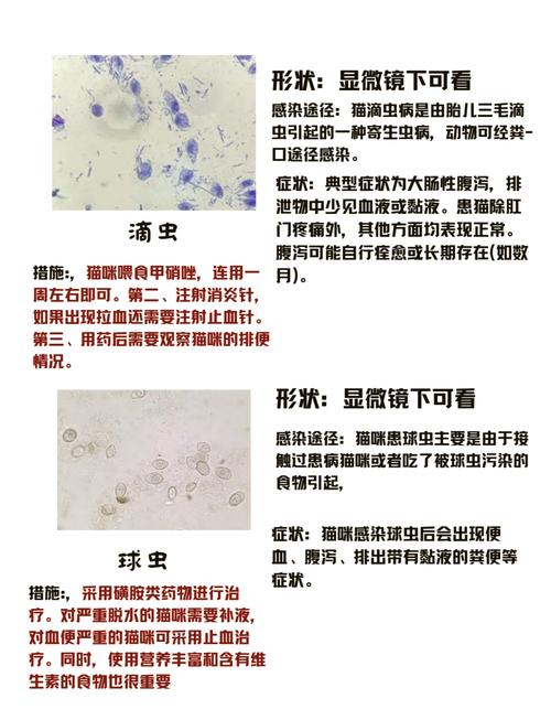 猫咪拉稀菊花红肿？了解原因与护理方法