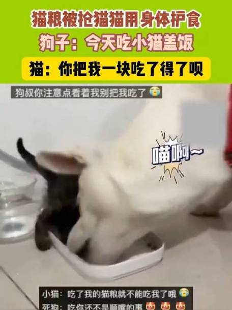 猫咪的护食行为，背后的故事与科学解释