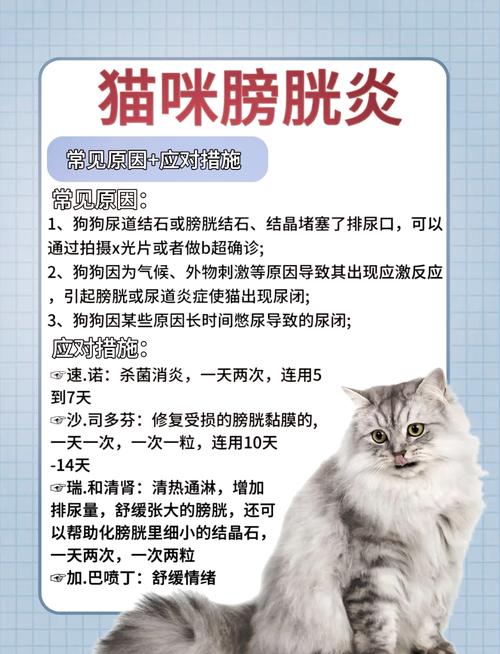 猫咪的痛，浅谈膀胱炎及其护理