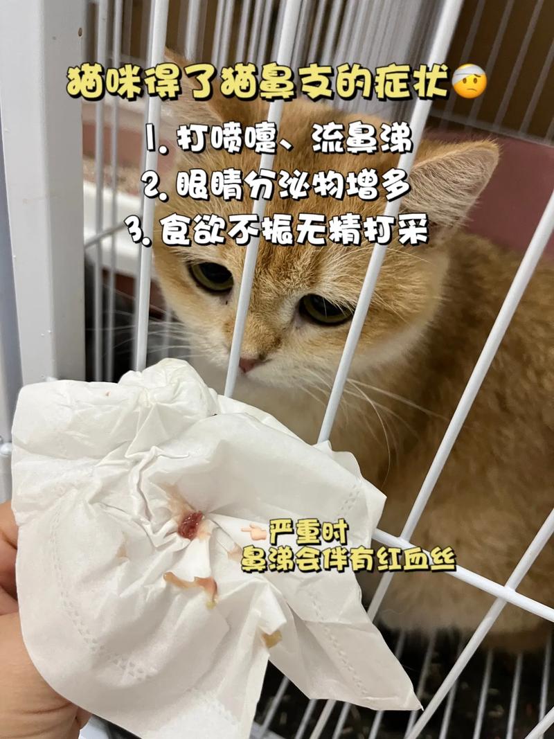 猫咪眼屎与打喷嚏，可能是健康问题的信号